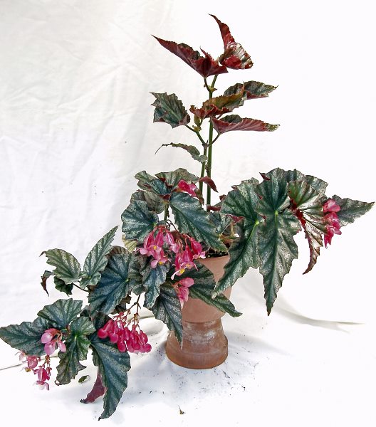 B. ‘Liberty’